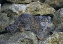 Зоологи Общества охраны дикой природы в Бронксе впервые в истории зафиксировали присутствие диких котов манулов на склонах Эвереста, самой высокой горы в мире