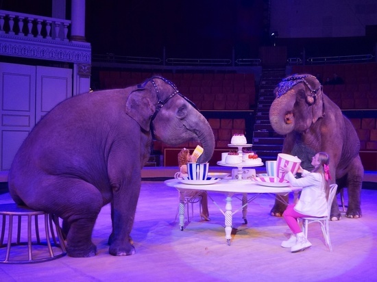 С 11 марта в Брянске стартует необычное цирковое шоу со слонами