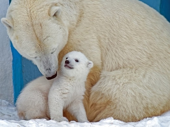 Новосибирский зоопарк опубликовал фото первой прогулки белых медвежат