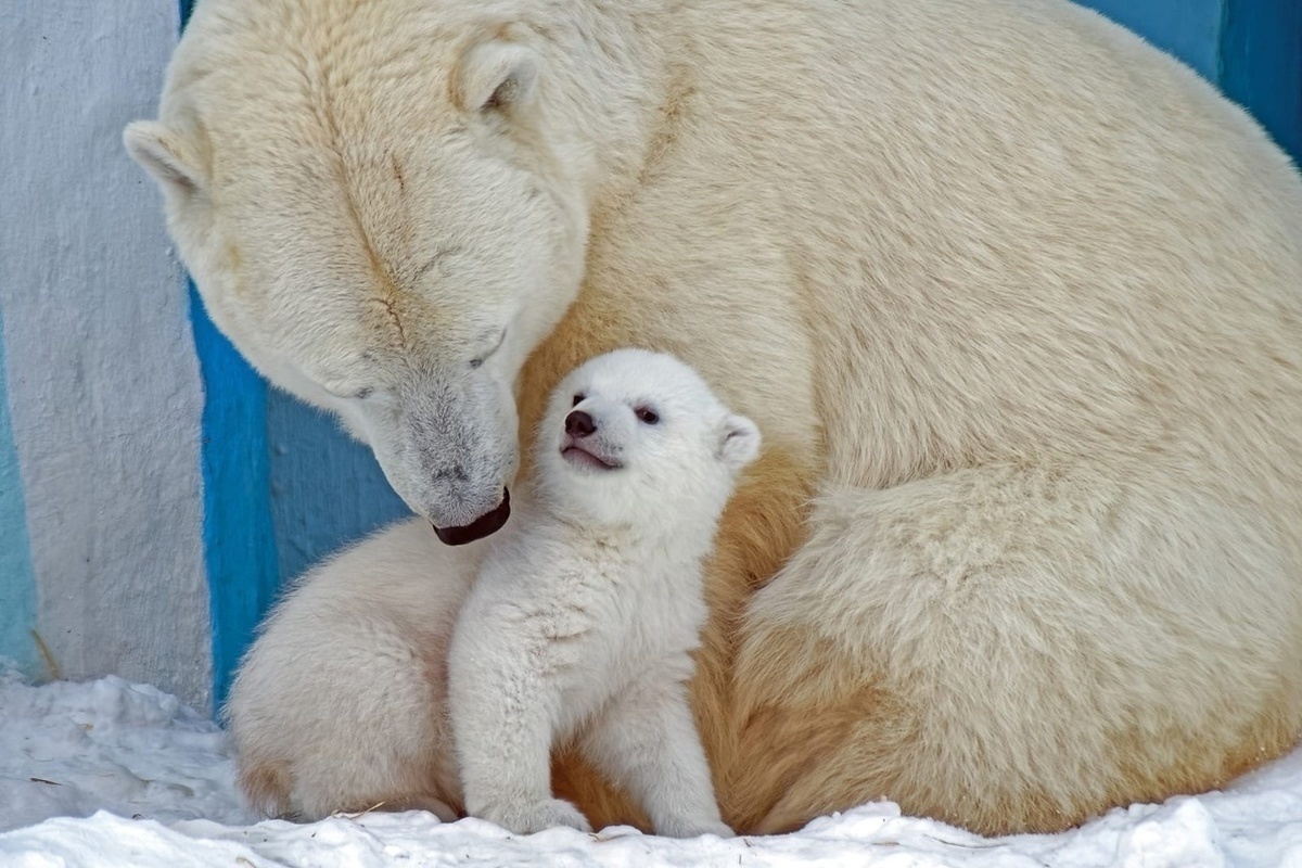 медведь в новосибирске фото