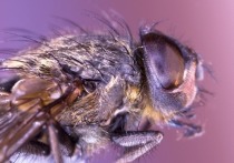 В лесах под Петербургом обнаружили лосиных мух. Чем они опасны и как от них защищаться в беседе с «МК в Питере» рассказал биолог Павел Глазков.