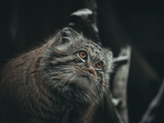 Зоологам удалось задокументировать присутствие котов-манулов на Эвересте
