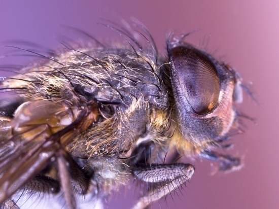 Лезут в глаза и уши: биолог назвал, чем опасны лосиные мухи, замеченные в лесах под Петербургом