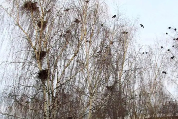 Грачи прилетели: в Костроме появились птицы-провозвестники весны