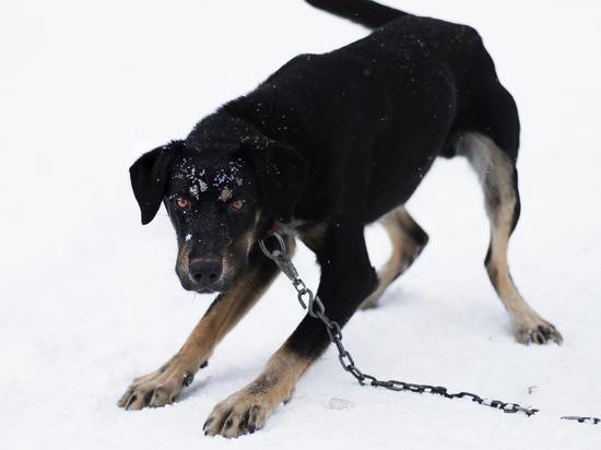 Администрация Кемского района Карелии выплатила компенсацию пострадавшей от укуса собаки