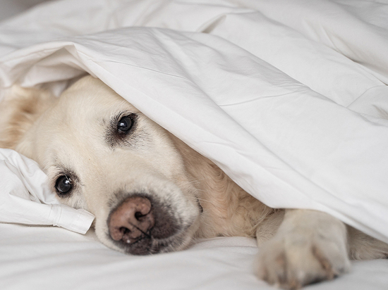 Кинологи развеяли миф о том, что сухой нос у собаки – признак простуды