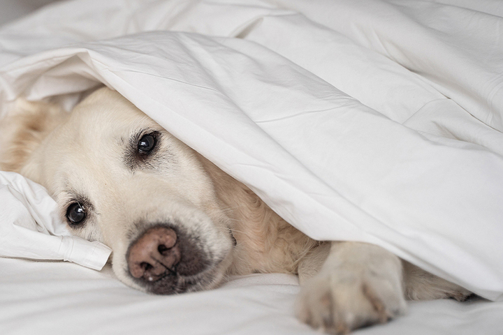 Кинологи развеяли миф о том, что сухой нос у собаки – признак простуды