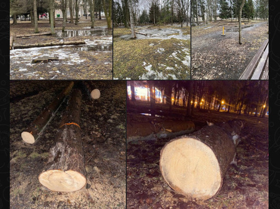 В мэрии Белгорода прокомментировали вырубку деревьев в парке Победы