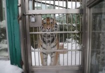 Ленинградский зоопарк временно закроет кассы с 13 марта, билет можно будет купить только на сайте. Об этом рассказали в пресс-службе зоопарка.