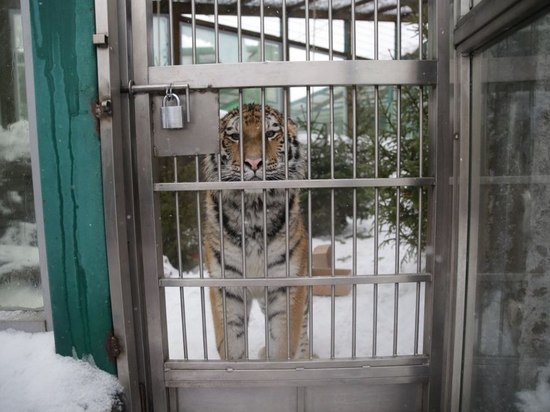 Петербуржцев будут пускать в Ленинградский зоопарк только по электронным билетам