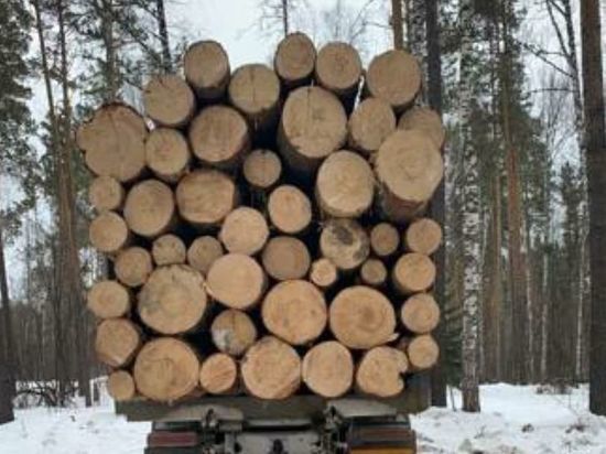 Прокуратура Приангарья отправила уголовное дело по контрабанде леса на 350 млн рублей в суд