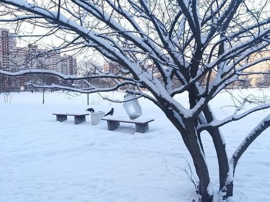 Метель и морозы до -4 градусов придут в Петербург 11 марта