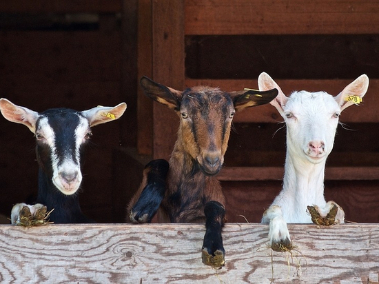 Чем болеют псковские козы и коровы, рассказали в ветлаборатории