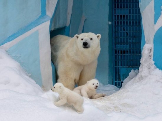 В Новосибирском зоопарке белая медведица Герда вывела на прогулку новорожденных медвежат