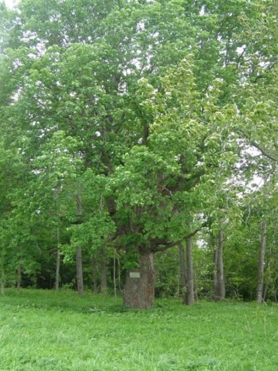 Жителям Тверской области пообещали деньги за фотографию дерева