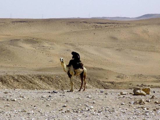В Сочи ученые нашли потерявшуюся в сафари-парке верблюдицу Зухру