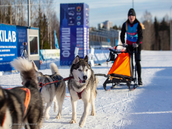 Собачьи упряжки промчались по лыжным трассам Петрозаводска