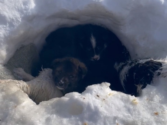Житель Петрозаводска спас щенят, которых бросили умирать на озере Сямозеро