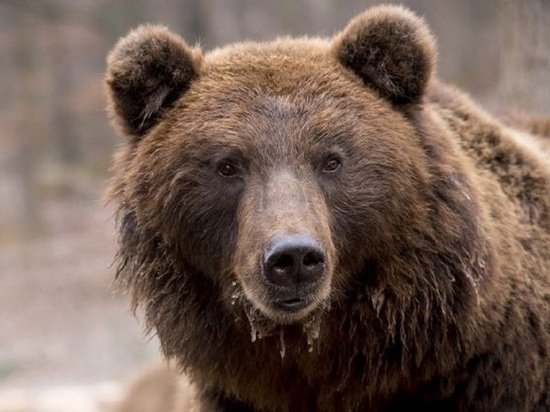 Медведя видели возле улицы Боровой в поселке Антипиха в Чите