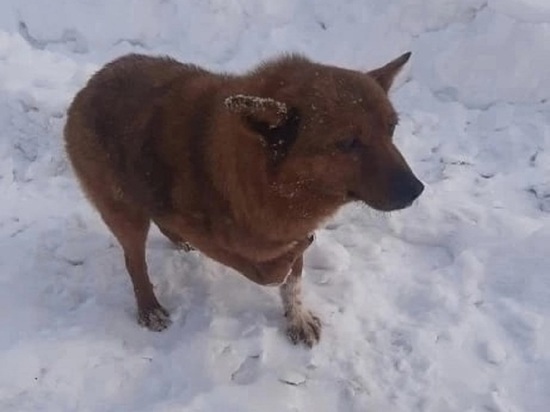 В Кировской области трехногая собака-инвалид оказалась брошенной на улице