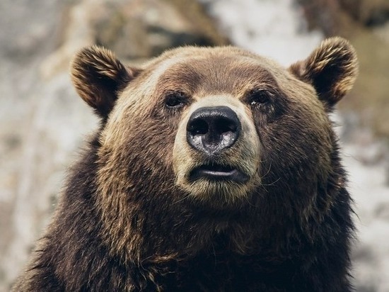 Глава района Читы попросил прояснить ситуацию с медведем на Боровой