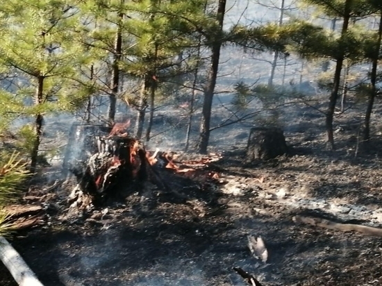 Лесной пожар уничтожил 20 гектаров в Читинском районе