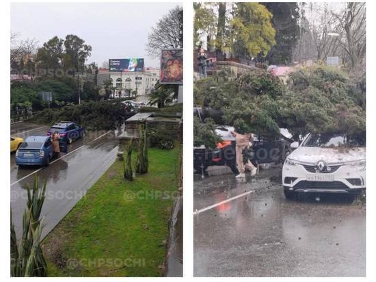 Огромное дерево рухнуло на машину в центре Сочи. Движение парализовано