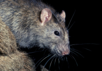 Исследование показало, что миллионы крыс в Нью-Йорке могут быть переносчиками COVID-19