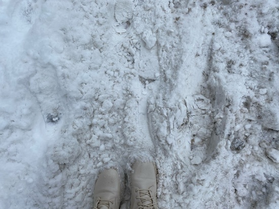 Власти Архангельска отчитались об уборке снега