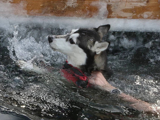 Кемеровчанка устроила заплыв вместе со своей собакой в ледяной воде на кузбасском криатлоне