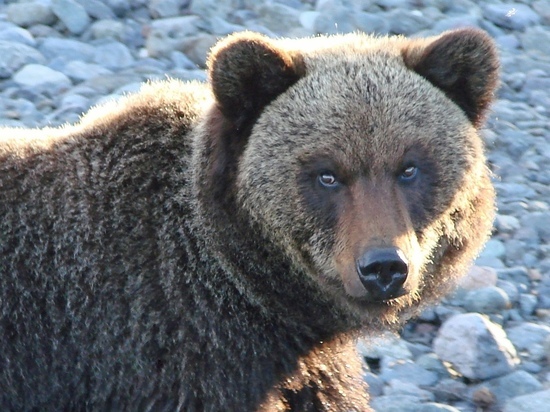 В Приангарье из-за проснувшегося медведя закрыли маршрут «Кругобайкальская железная дорога»