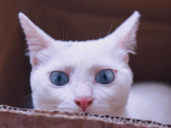 Ветеринары из Красноярска раскрыли секреты кошачьих наполнителей