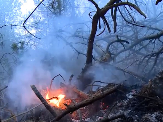 Пал сухой травы назвали причиной пожаров в лесах Дагестана