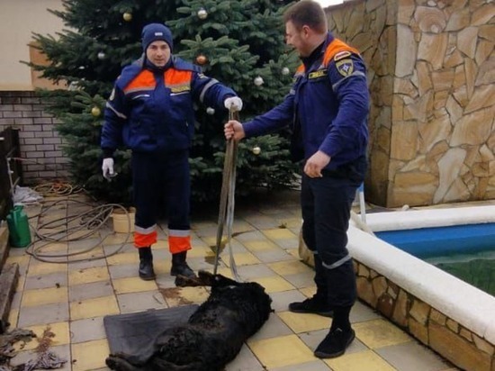 В Новороссийске спасатели достали собаку из септика