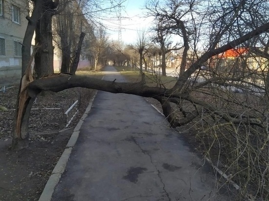 В Ростове упавшее посреди улицы дерево создает опасность для пешеходов