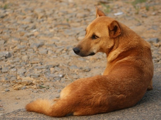 Белгородцам рассказали про свору бездомных собак, которые хватали детей за варежки