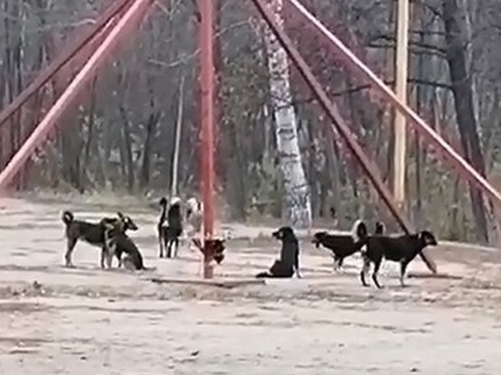 Мэр Воронежа: специалисты администрации сами станут выявлять места скопления беспризорных собак