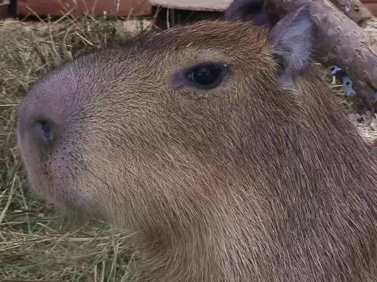 Почему капибар из Ленинградского зоопарка прозвали водяными свиньями