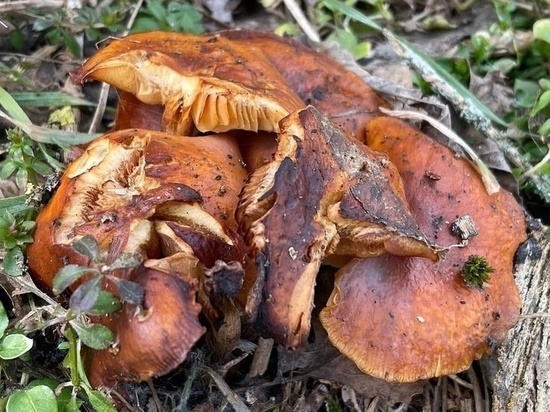 Жительница Волгодонска умерла от отравления консервированными грибами