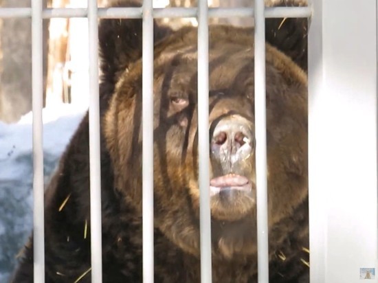 В Новосибирском зоопарке вышли из спячки бурые медведи Валя и Лёха