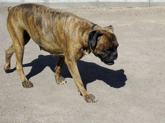 Андрей Никитин предложил запретить разведение бойцовских собак дома