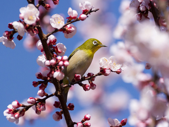 В столице Японии официально объявили начало сезона цветения сакуры