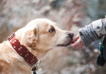 Президент российской кинологической федерации Владимир Голубев объяснил, что делать, если собака укусила собаку. Как правило, питомцы кусают, когда играют, боятся или испытывают боль.