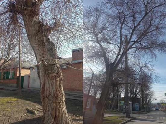 Жители Ростова пожаловались на аварийное дерево в Пролетарском районе