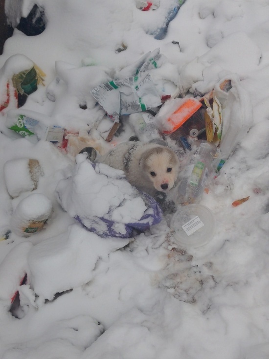 В Твери в мусорном контейнере нашли милого щенка