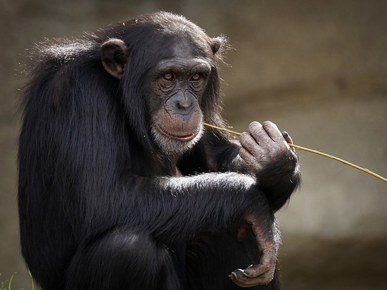 Биологи выяснили, что гориллы специально вызывают у себя головокружение