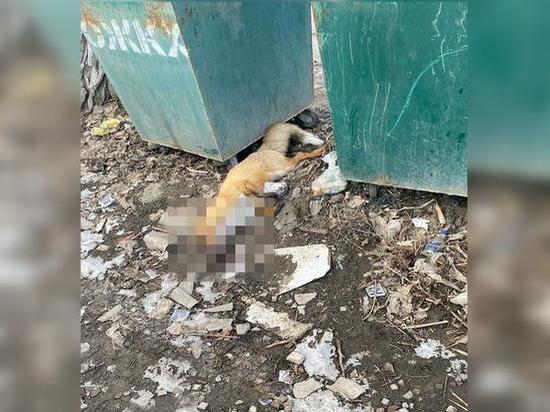Мертвую лису нашли в районе ЦГБ в Каменске-Шахтинском