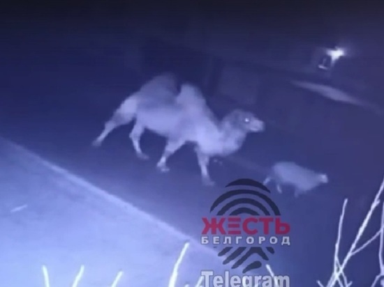 Хозяин гулявших по ночной Борисовке верблюда, лошадей и барашка рассказал, как животные оказались на улице