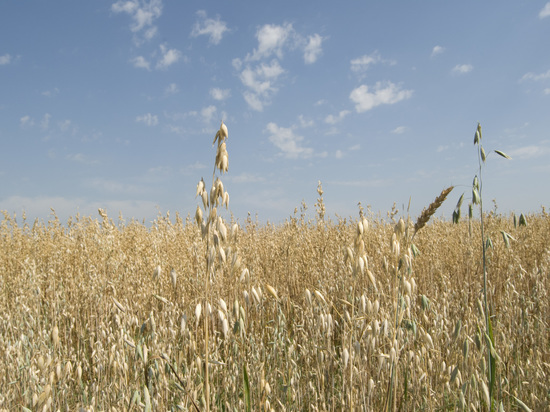Песков назвал «жестом доброй воли» продление зерновой сделки на 60 дней