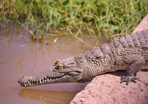 Порядка 10 тысяч крокодилов погибли у кенийского озера Камнарок, которое едва пережило сильнейшую за последние 40 лет засуху